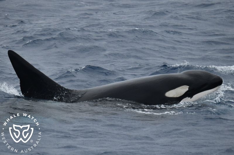 Whale Watch Western Australia