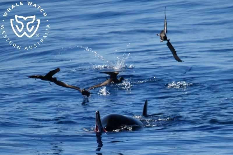 Whale Watch Western Australia