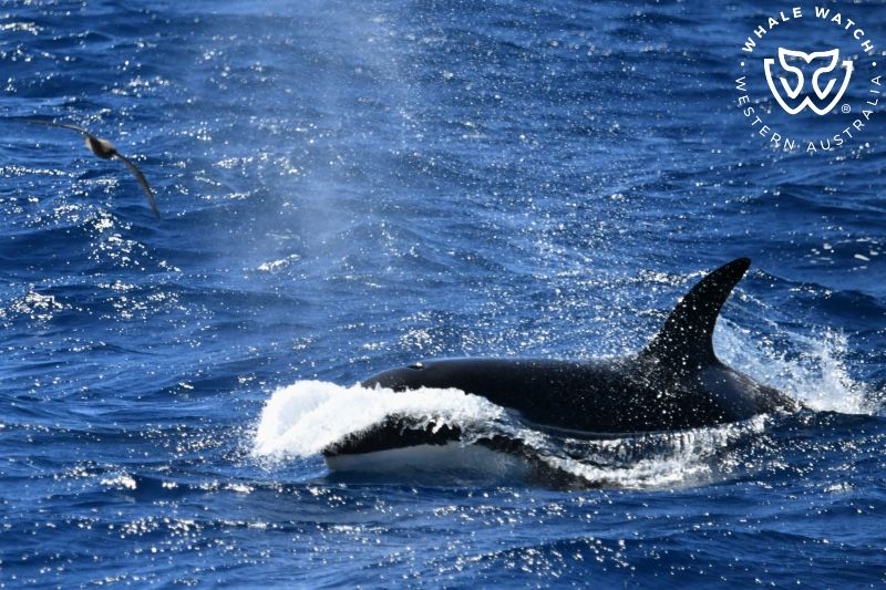 Whale Watch Western Australia