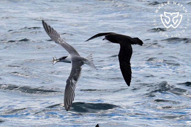Whale Watch Western Australia