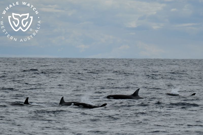 Whale Watch Western Australia