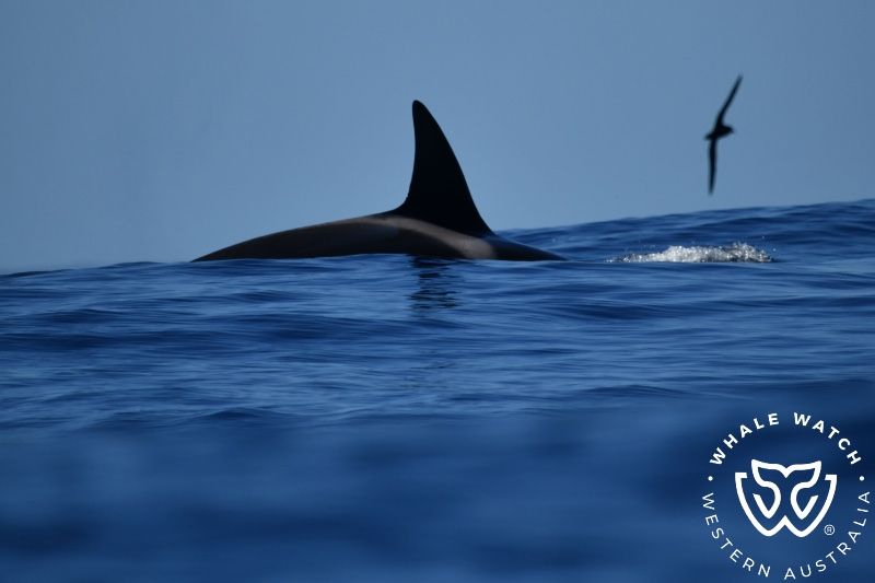 Whale Watch Western Australia