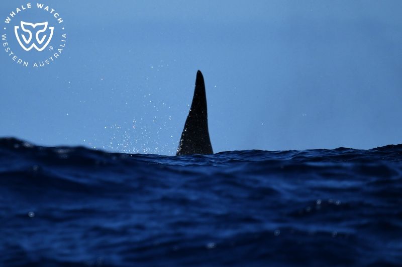 Whale Watch Western Australia