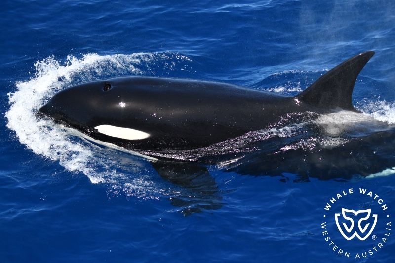 Whale Watch Western Australia