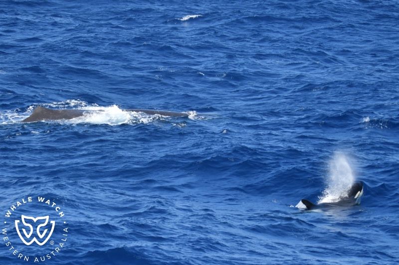 Whale Watch Western Australia
