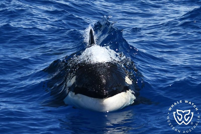 Whale Watch Western Australia