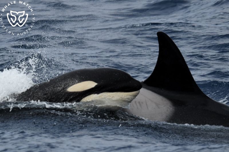 Whale Watch Western Australia