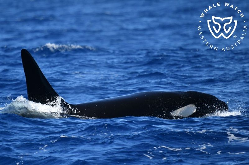 Whale Watch Western Australia