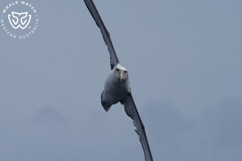 Whale Watch Western Australia