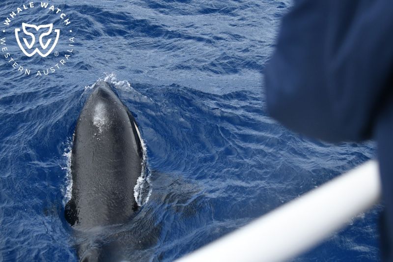 Whale Watch Western Australia