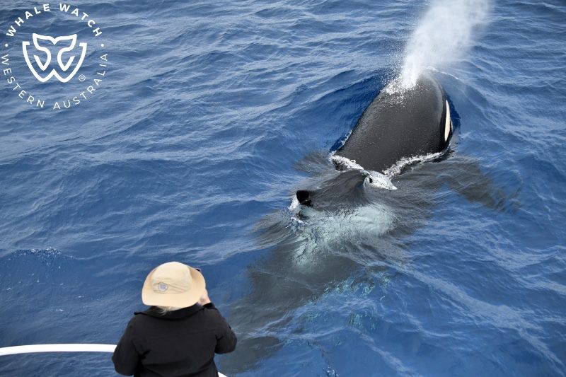 Whale Watch Western Australia
