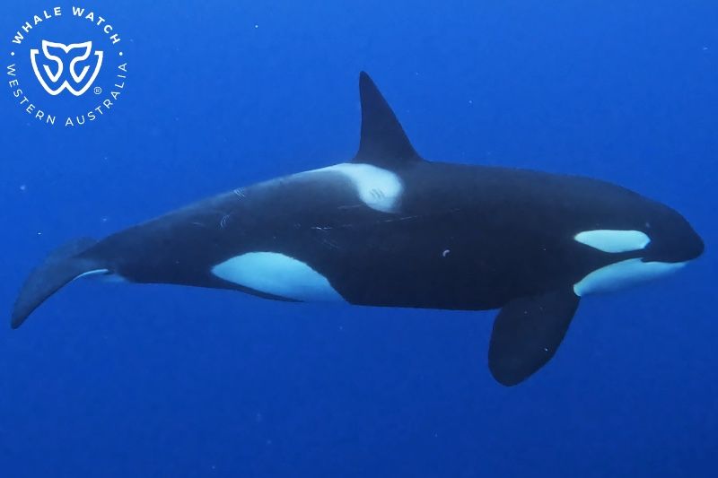 Whale Watch Western Australia