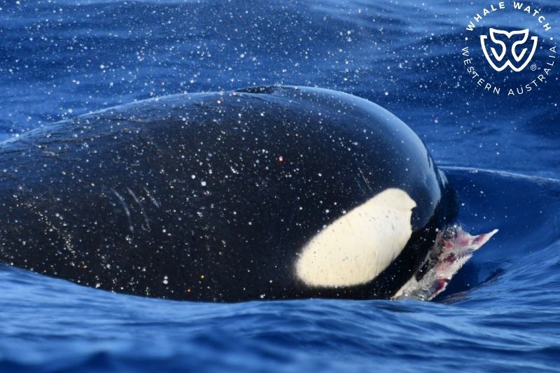 Whale Watch Western Australia