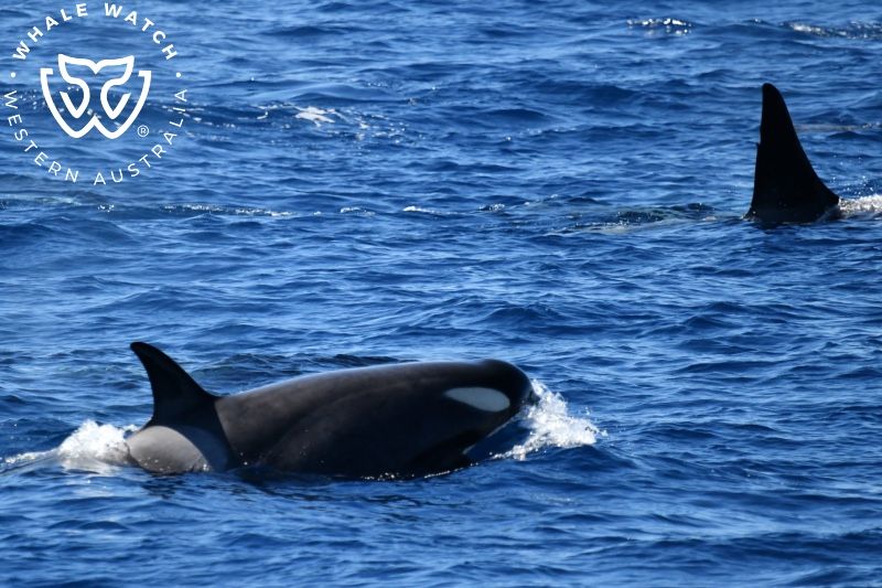 Whale Watch Western Australia