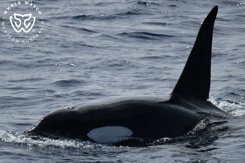 Whale Watch Western Australia