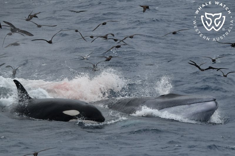 Whale Watch Western Australia