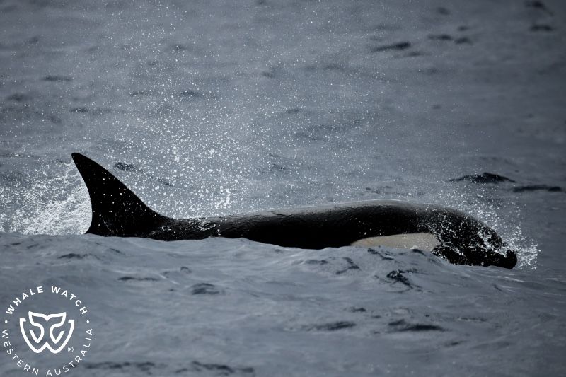 Whale Watch Western Australia