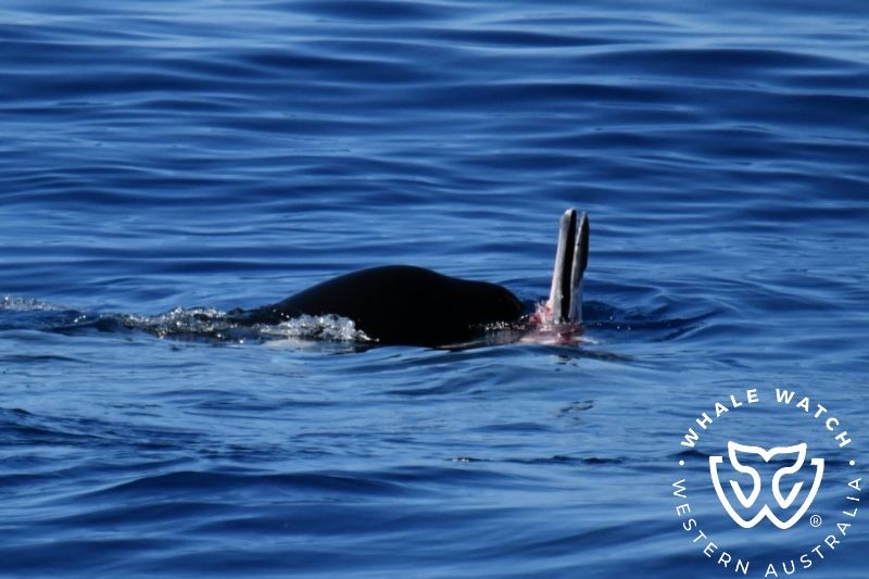 Whale Watch Western Australia