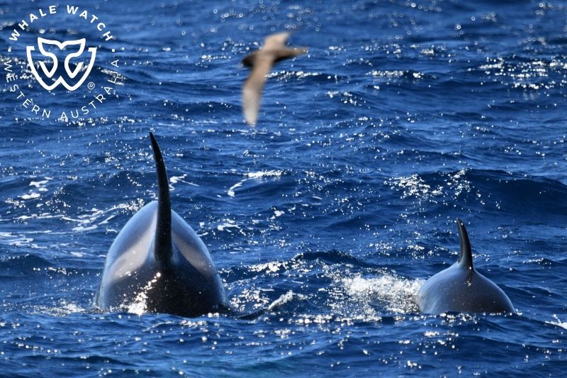 Whale Watch Western Australia
