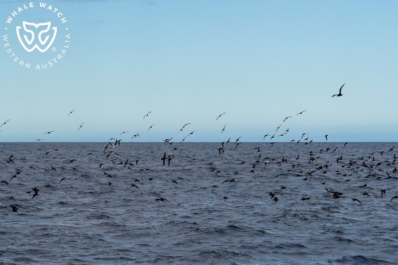 Whale Watch Western Australia