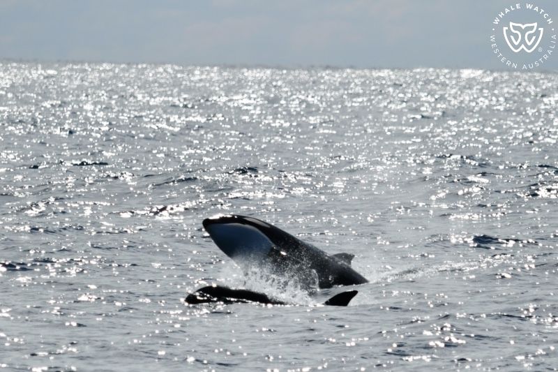 Whale Watch Western Australia