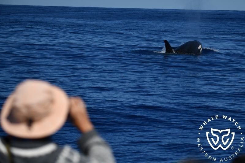 Whale Watch Western Australia