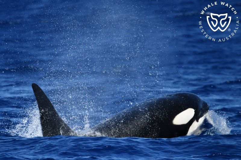 Whale Watch Western Australia