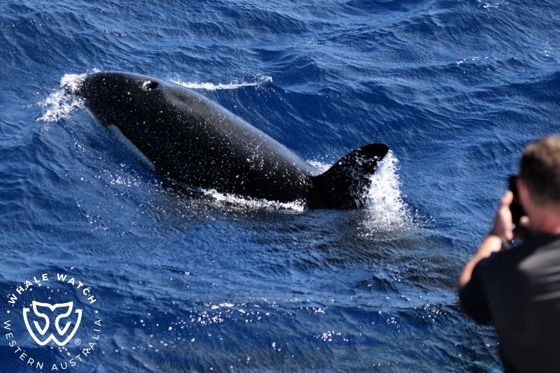 Whale Watch Western Australia