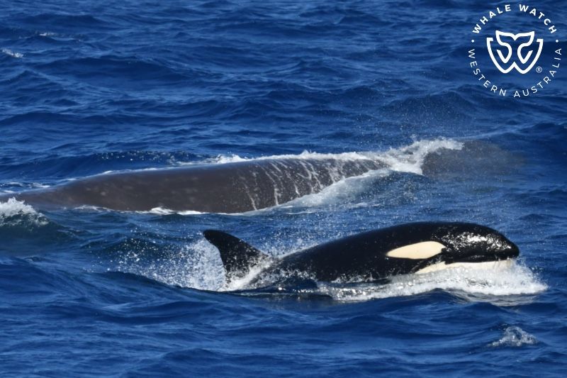 Whale Watch Western Australia