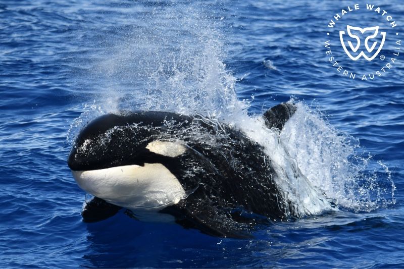 Whale Watch Western Australia