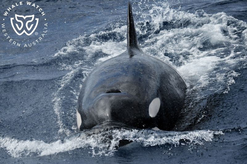 Whale Watch Western Australia