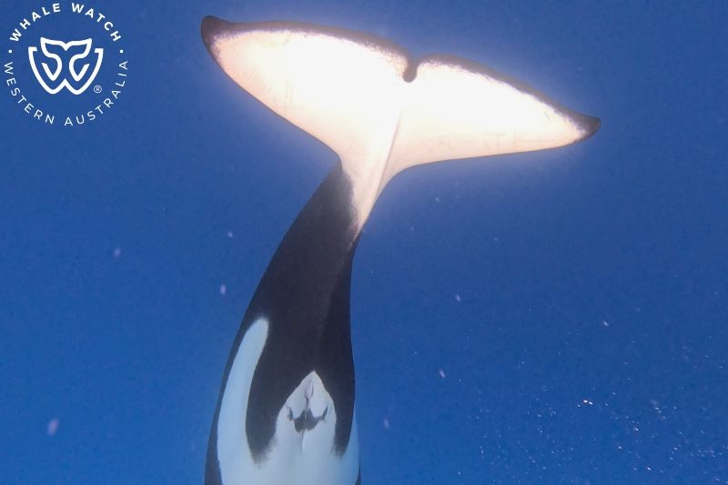 Whale Watch Western Australia