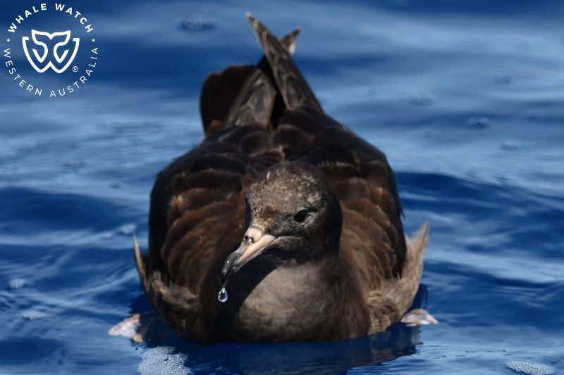 Whale Watch Western Australia