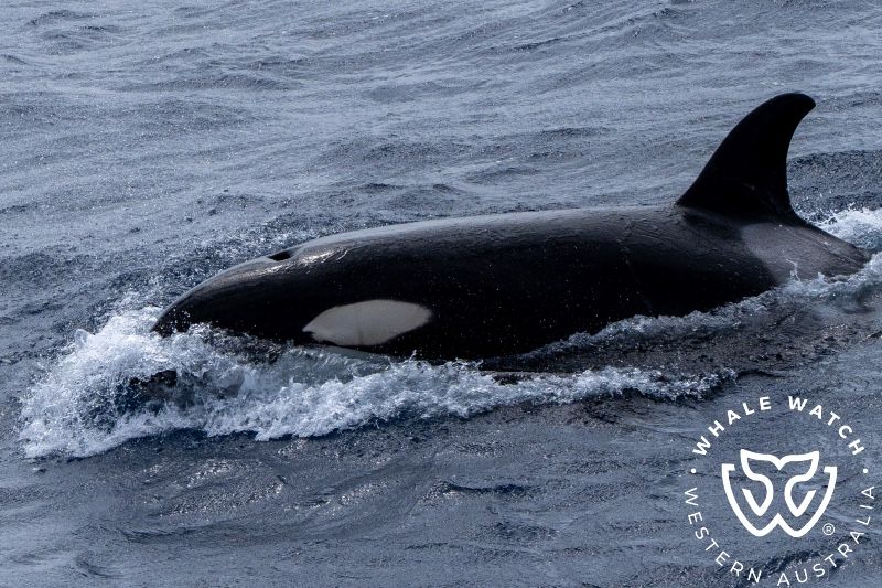Whale Watch Western Australia