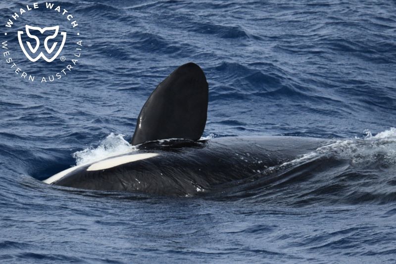 Whale Watch Western Australia