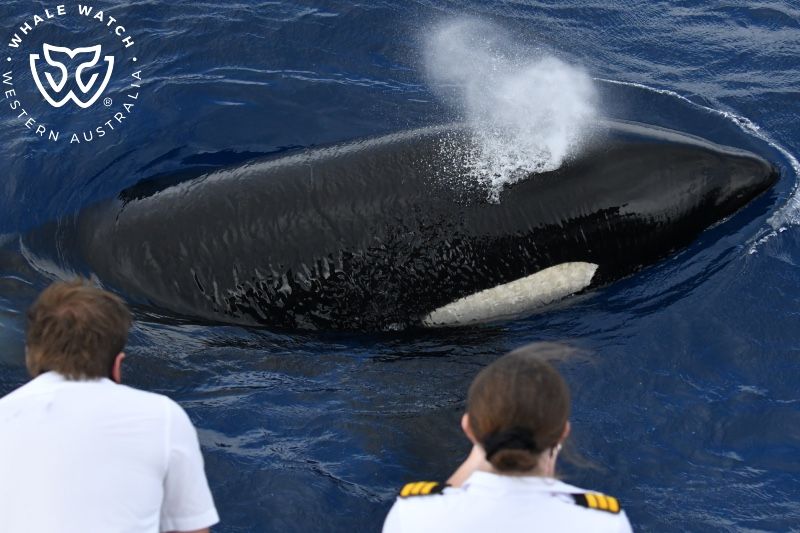 Whale Watch Western Australia