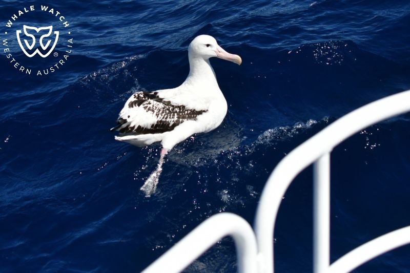 Whale Watch Western Australia