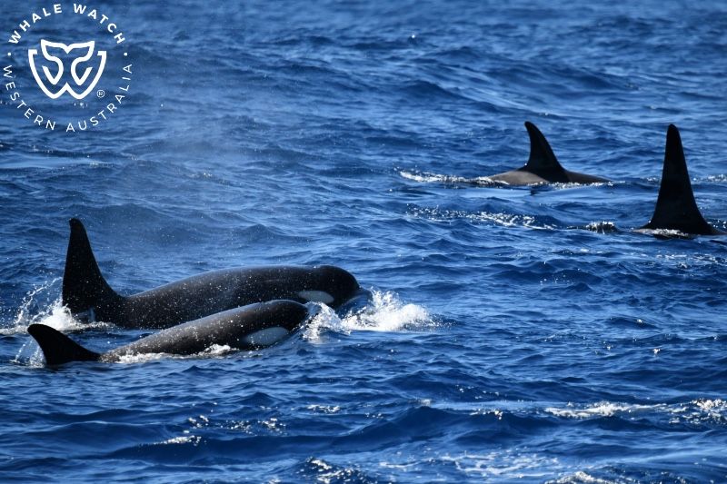 Whale Watch Western Australia