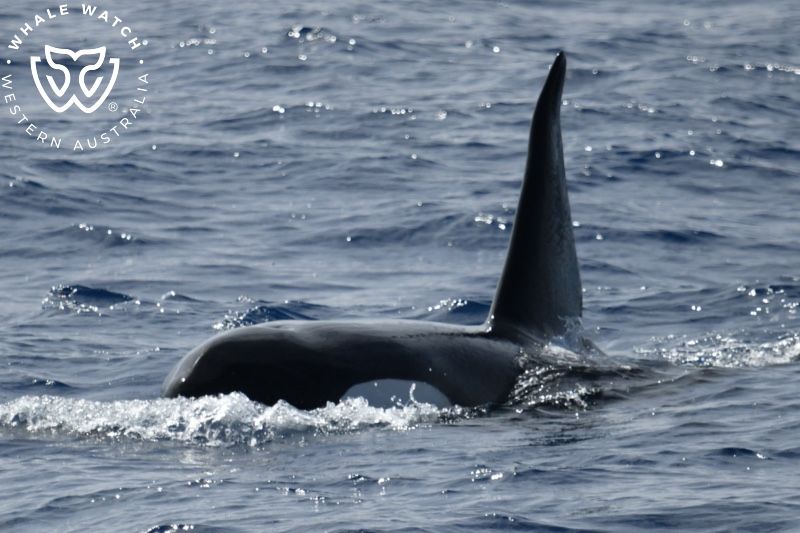 Whale Watch Western Australia