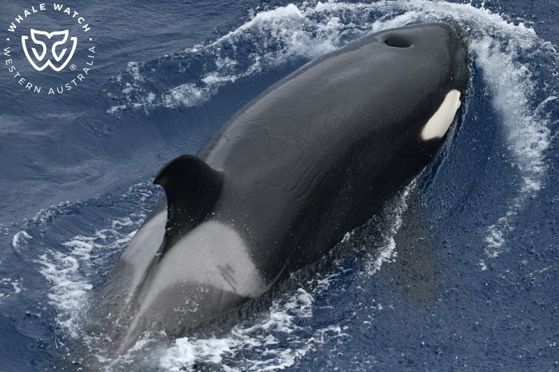 Whale Watch Western Australia