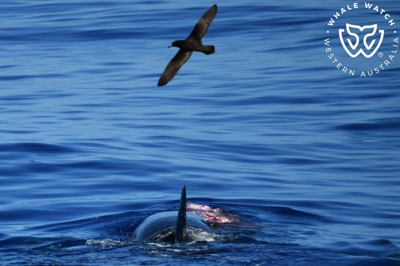 Whale Watch Western Australia