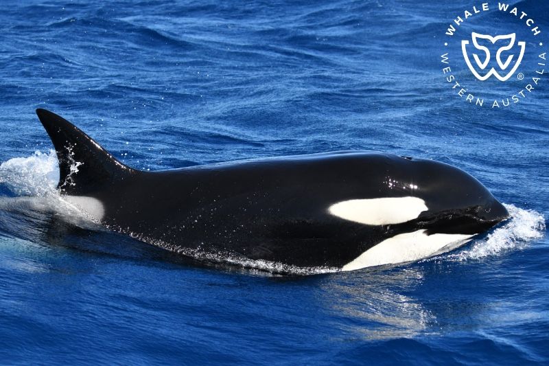 Whale Watch Western Australia