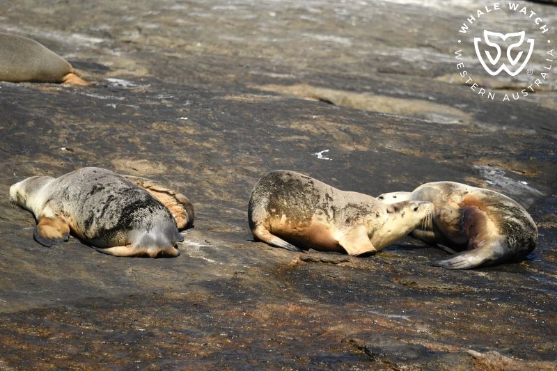 Whale Watch Western Australia
