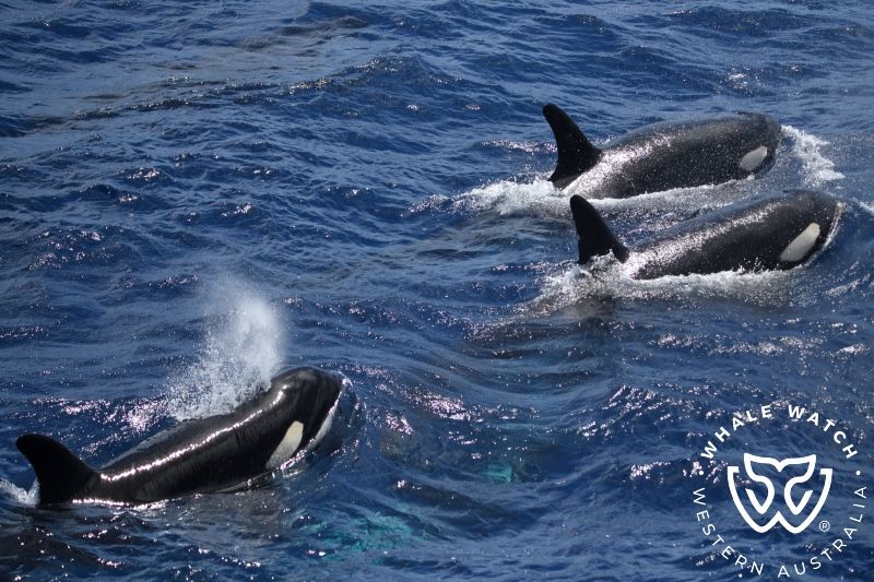 Whale Watch Western Australia