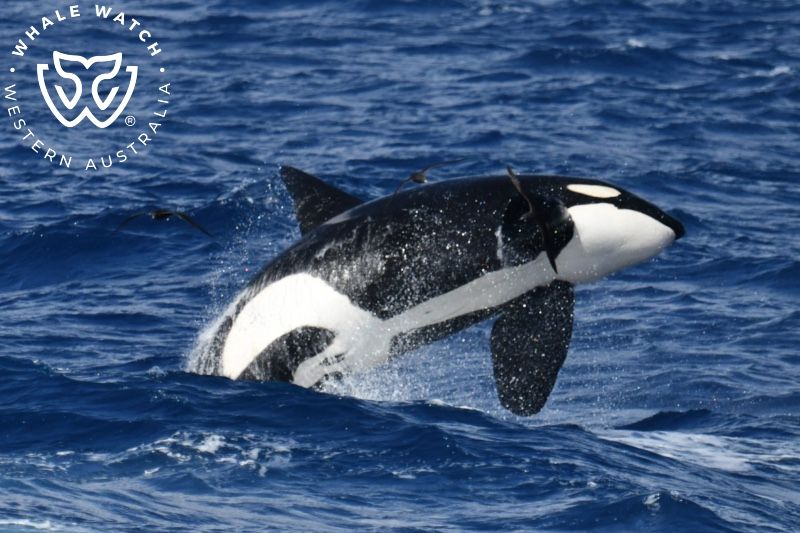 Whale Watch Western Australia