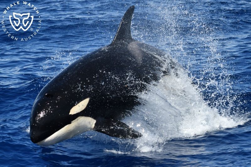 Whale Watch Western Australia