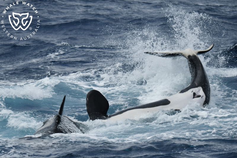 Whale Watch Western Australia