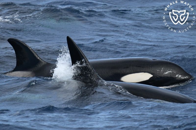 Whale Watch Western Australia
