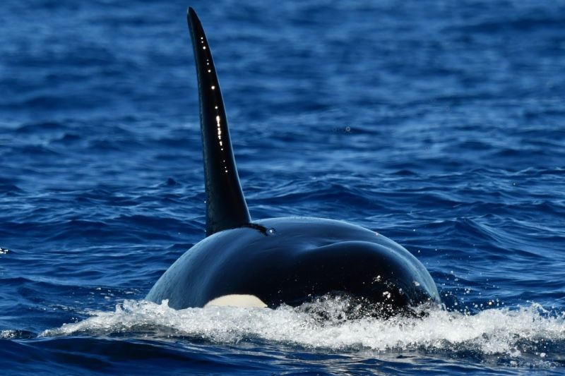 Whale Watch Western Australia