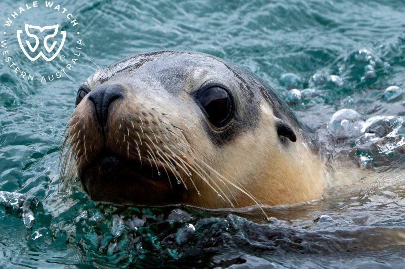 Whale Watch Western Australia